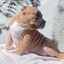 Американский булли, в Уссурийске