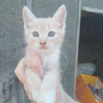 Котята в заботливые руки, в г.Донецк