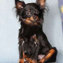 Мальчик д-ш русский той, в Москве