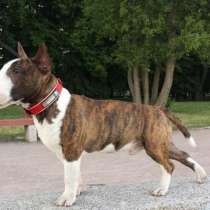 МИНИ Бультерьер, в Санкт-Петербурге