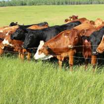 Коровы бычки телята Краснодар, в Краснодаре