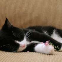 Котята 1.5-2 мес. отдам даром, в Санкт-Петербурге