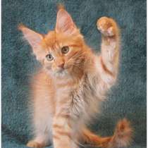 Orange Kitten Maine Coon, в Санкт-Петербурге