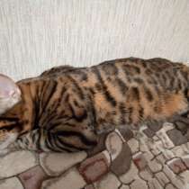 Бенгальский кот вязка, в Саратове