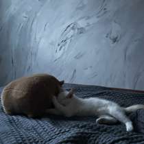 Котенок, в Новокузнецке