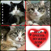 Котики КРАСОТКА, ЭЛИС и ТИША даром, в Москве