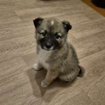 Отдам щенка, в Кудымкаре