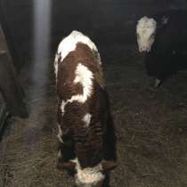 Животные, в Самаре