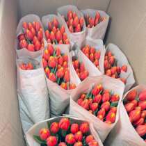 Продам тюльпаны, в Владивостоке