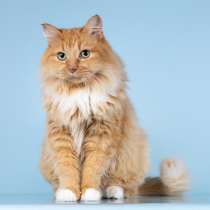 Кошечка Дюймовочка ищет доброе сердце, в Москве