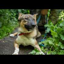 Молодой активный мальчик в дар, в Москве