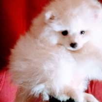Продается белоснежный щенок померанский шпиц, в г.Торез