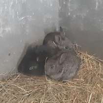 Продаются кролики: от месяца и более, в Хабаровске