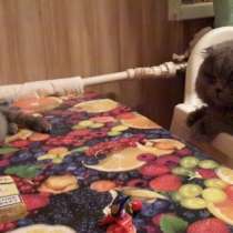 Вислоухий британский котик ищет хозяина, в Санкт-Петербурге