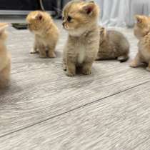 Клубные котята британской золотой шиншиллы, в Краснодаре