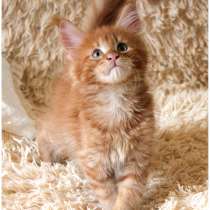 ARCHI KITTEN MAINE COON, в Санкт-Петербурге