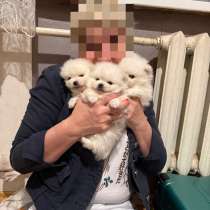 Помериканский шпиц, в Самаре