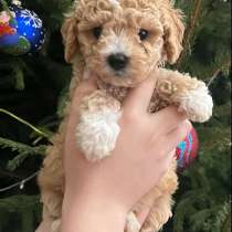 Maltipoo. Girls and boys, в г.Берлин