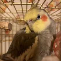 Попугай корелла, в Москве