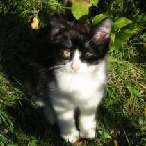 Котёнок, в Рязани