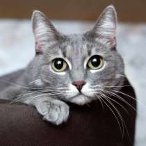 Голубая кошка Мася в добрые руки, в Москве