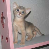 Абиссинский котенок голубого окраса, в г.Кобрин