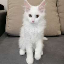 Чистокровный белоснежный котенок мейн куна, в г.Майами