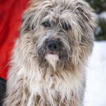 Шикарный Золтон ищет дом, в Москве