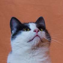 Котенок Эшли ищет семью! В дар!, в Москве