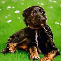 Ищем дом щенку Цезарю, в Москве