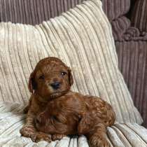 Щенки той-пуделя, в Москве