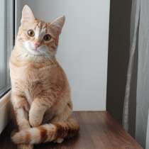 Котёнок Вишенка, в Королёве