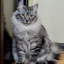 Отдам даром Титус, роскошный молодой серебристый кот, в Москве