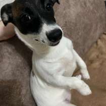 Срочная продажа девочки Джек-рассел, в Энгельсе