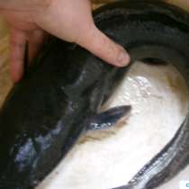 Живая рыба сомики, в Каменоломне
