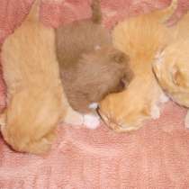 Британский котенок, в Краснодаре