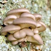 Мицелий грибов почтой!, в Тюмени