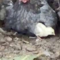 Домашняя курица с цыплятами, в г.Алматы
