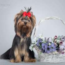 For sale girl Yorkshire Terrier, в Ижевске