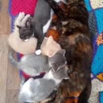 Кошечка в дар, в Сочи