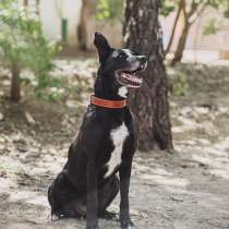 Статный красавец Виконт ищет семью, в Москве
