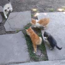 Красивые и ласковые голубоглазые котята ищут дом, в г.Алматы