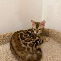 Бенгальские котята, в Геленджике