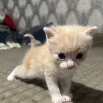 Котики, в Москве