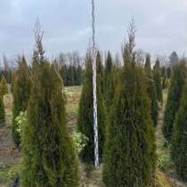 Туя Смарагд, в Одинцово