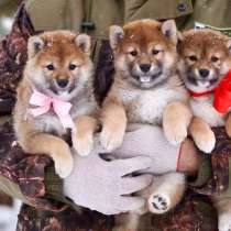 Сиба Ину, в Оренбурге