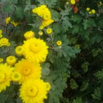 Хризантема жёлтая, в Воронеже