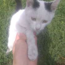 Кот ищет хорошую семью, 6 месяцев, очень добрый и ласковый, в г.Бишкек