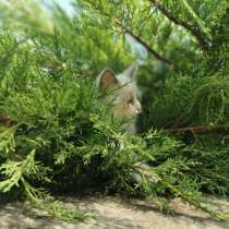 Котята Невские маскарадные, в г.Одесса