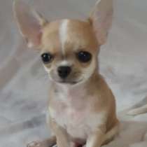 Chihuahua. Mini boy. Red sable, в г.Хорн-Бад Майнберг